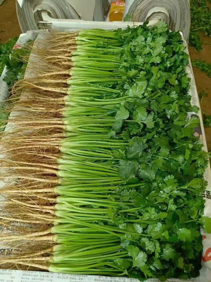 精品香菜应季供应一手货源全国发货量大价优欢迎联系