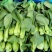 矮脚菜大量上市，品质好，数量多。大小都有，可以按需选购