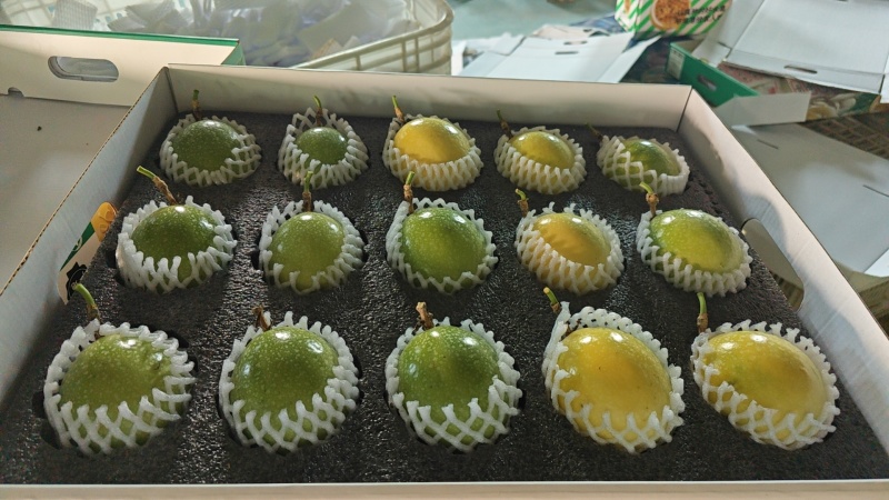 精品黄金百香果，钦蜜九号，对接全国商超，一件代发