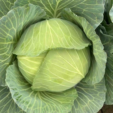 京丰一号扁包菜