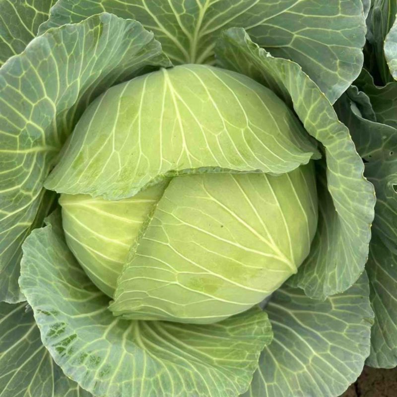 京丰一号扁包菜