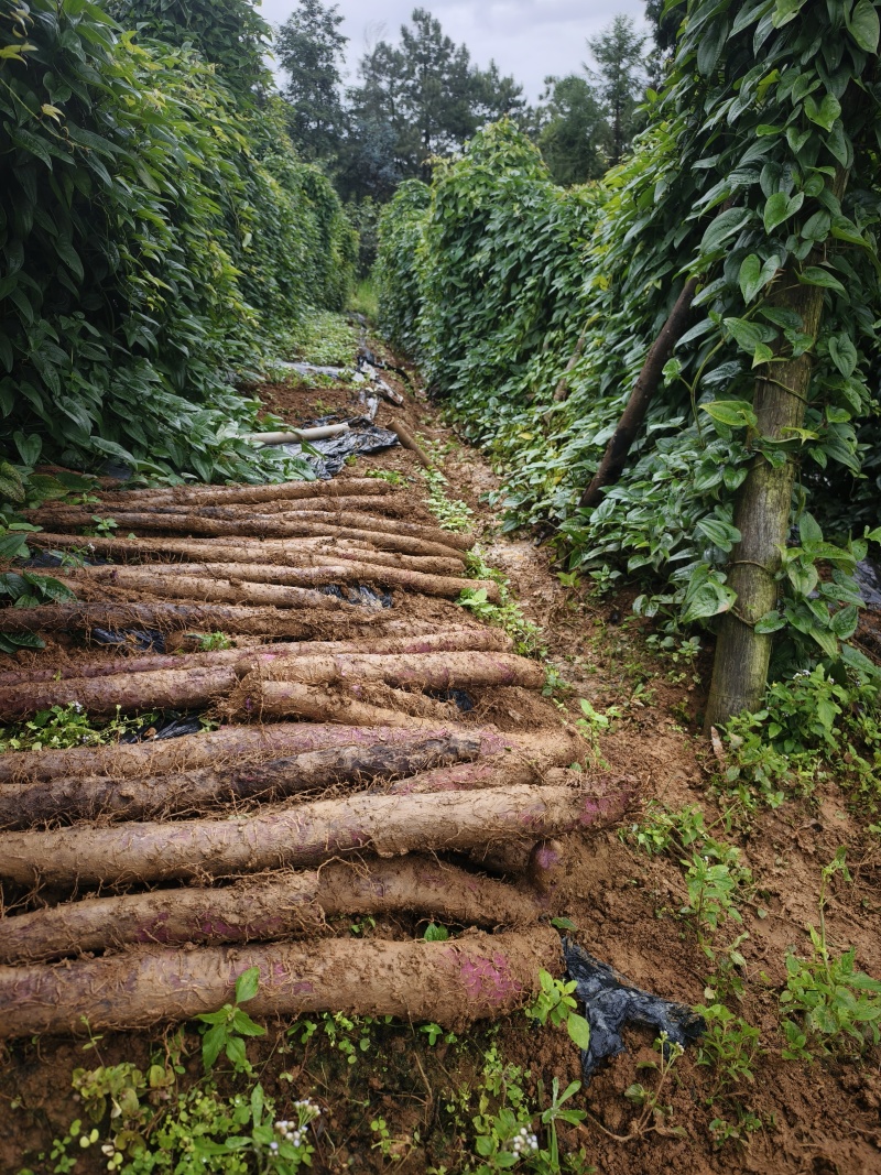 紫玉淮山