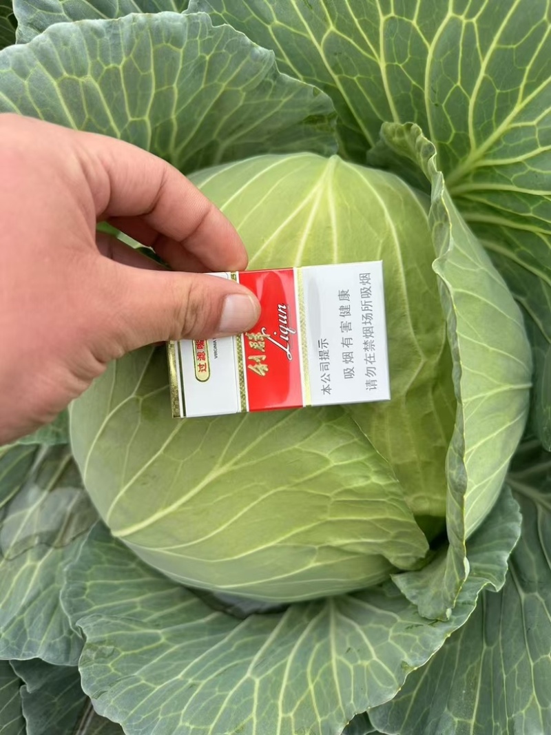 京丰一号扁包菜