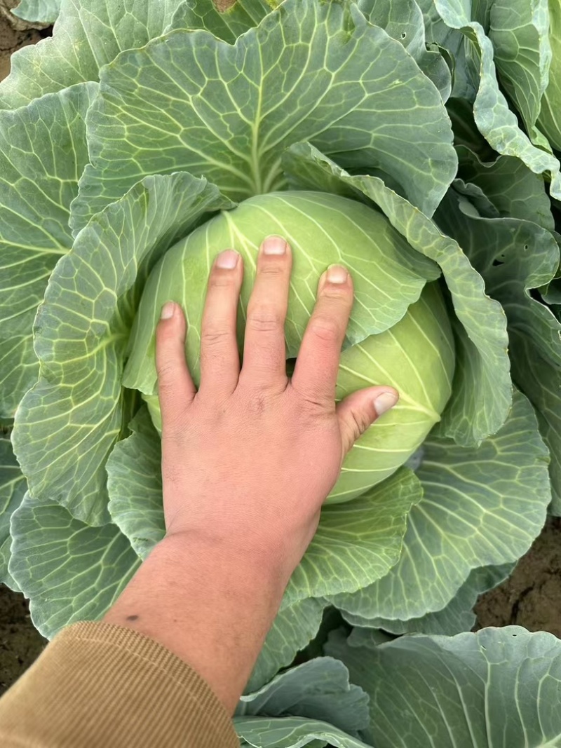 京丰一号扁包菜