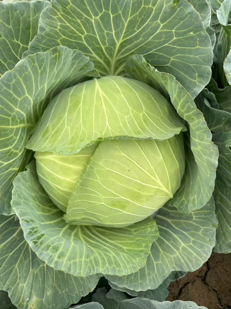 京丰一号扁包菜