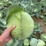 京丰一号扁包菜