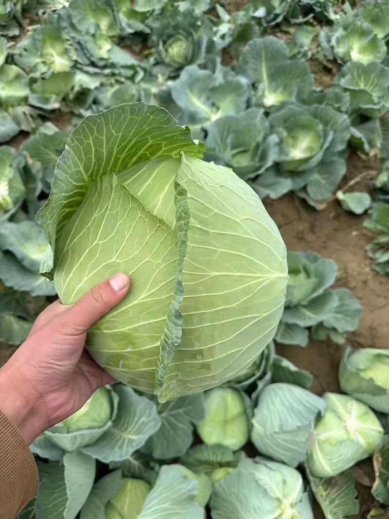 京丰一号扁包菜