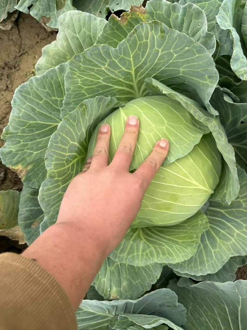 京丰一号扁包菜