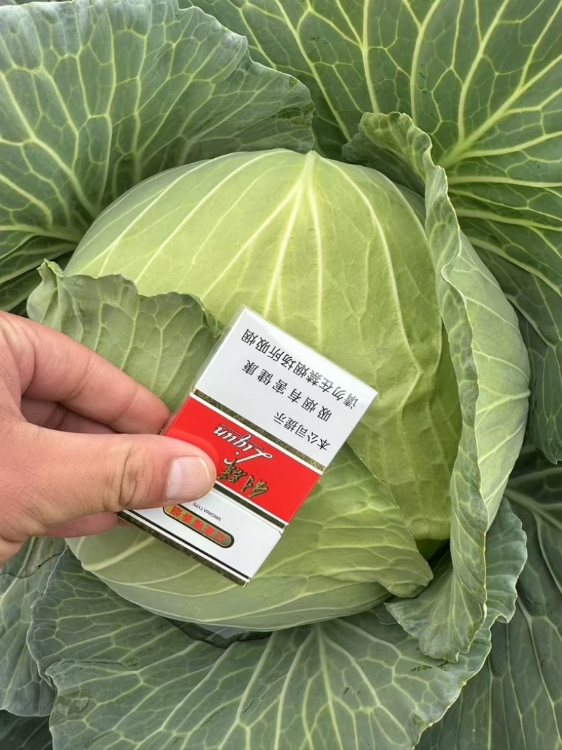 京丰一号扁包菜