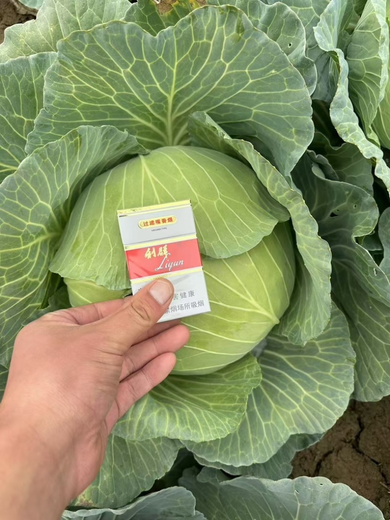 京丰一号扁包菜