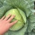 京丰一号扁包菜