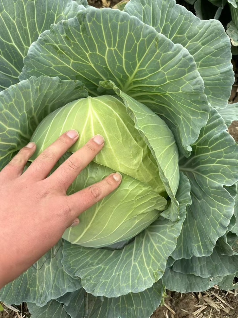 京丰一号扁包菜