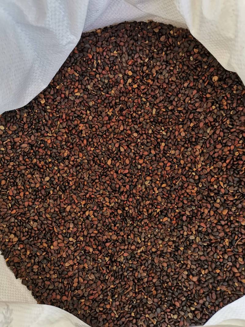 【推荐】优质苹果种子大量供应品质保证量大价优