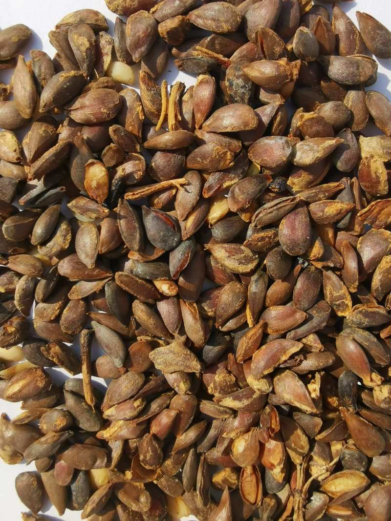 【推荐】优质苹果种子大量供应品质保证量大价优
