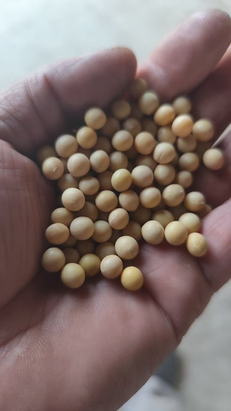 农家自榨大豆油，好豆榨好油，来自东北黑土地大豆压榨