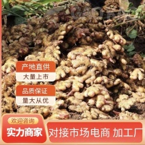 云南小黄姜生姜大量上市一手货源品质好价格低欢迎来电