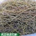 云南特级铁皮石斛枫斗正宗正品石斛干条中药材石斛芽条可磨粉