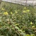 云南特级铁皮石斛枫斗正宗正品石斛干条中药材石斛芽条可磨粉