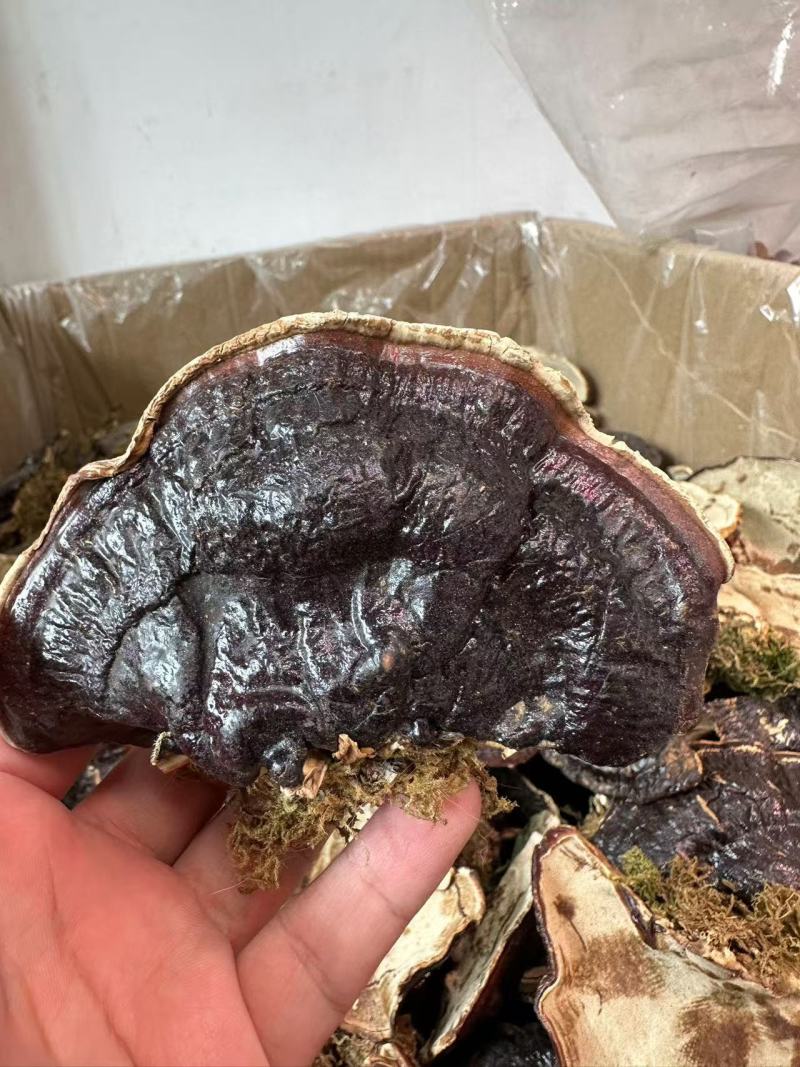 金边灵芝菌香不苦干货天然晾晒货源充足品质保证欢迎咨询