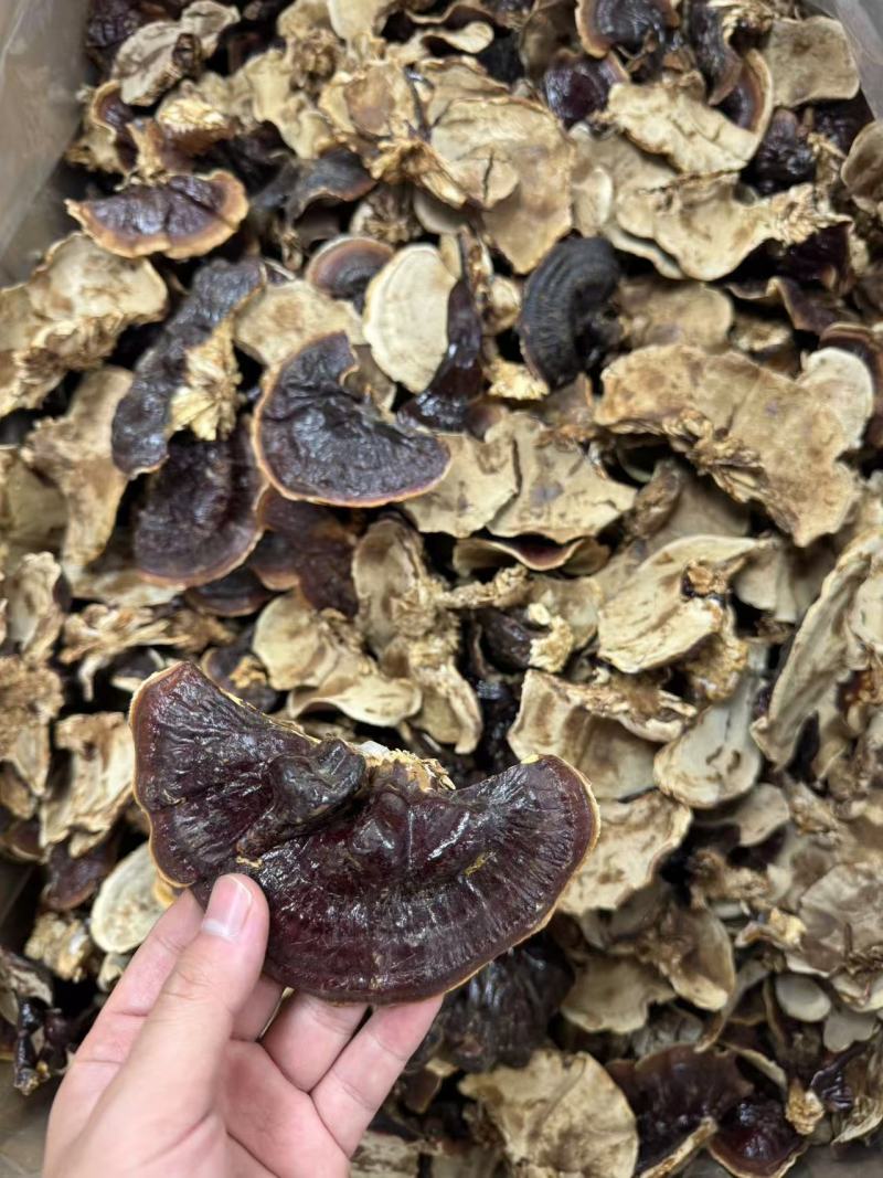 金边灵芝菌香不苦干货天然晾晒货源充足品质保证欢迎咨询
