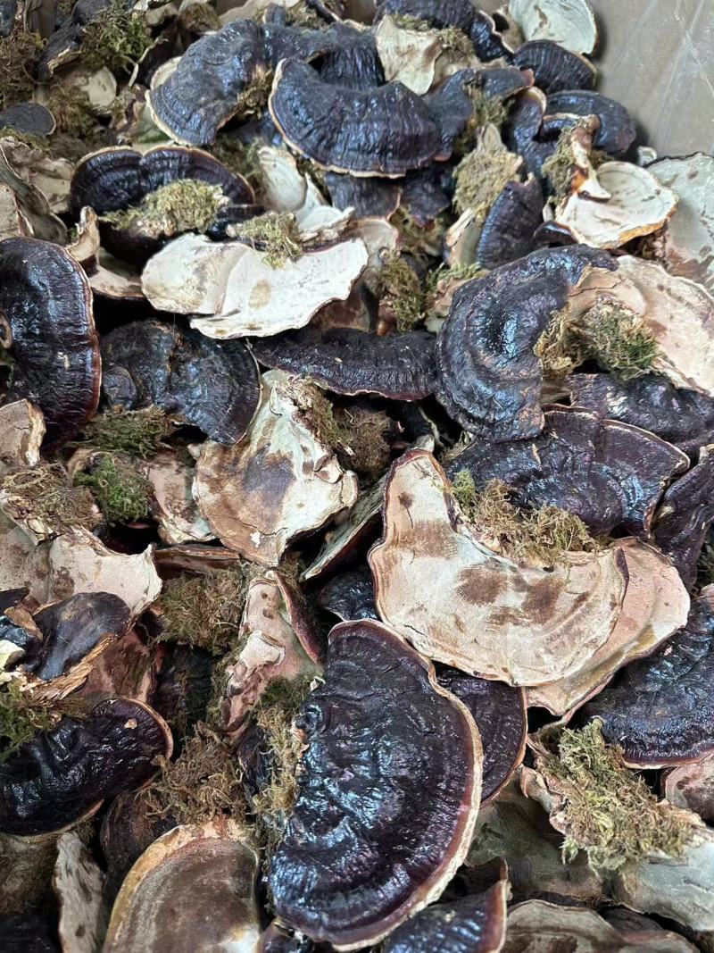 金边灵芝菌香不苦干货天然晾晒货源充足品质保证欢迎咨询