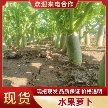 潍县萝卜，水果萝卜，青萝卜，潍坊青萝卜，大量供应。