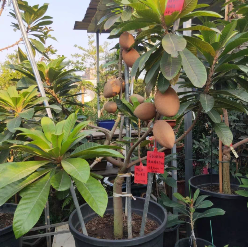 妈咪果苗，嫁接苗，营养杯苗带土带叶发货的