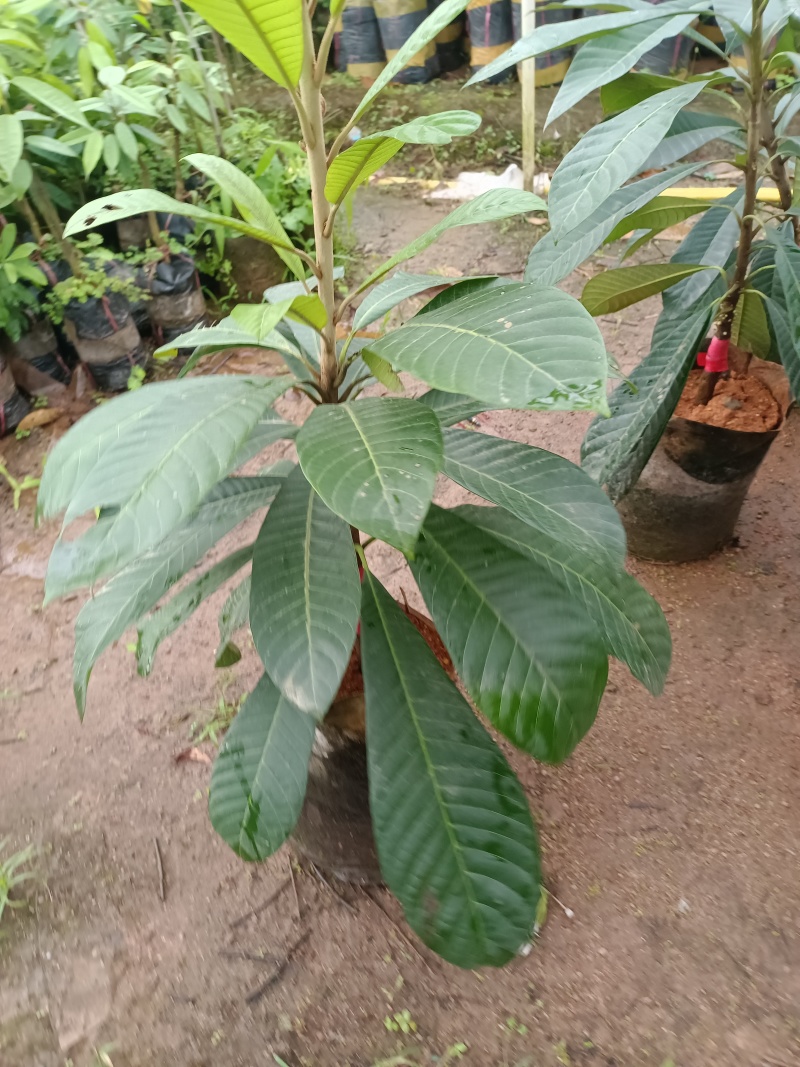 妈咪果苗，嫁接苗，营养杯苗带土带叶发货的