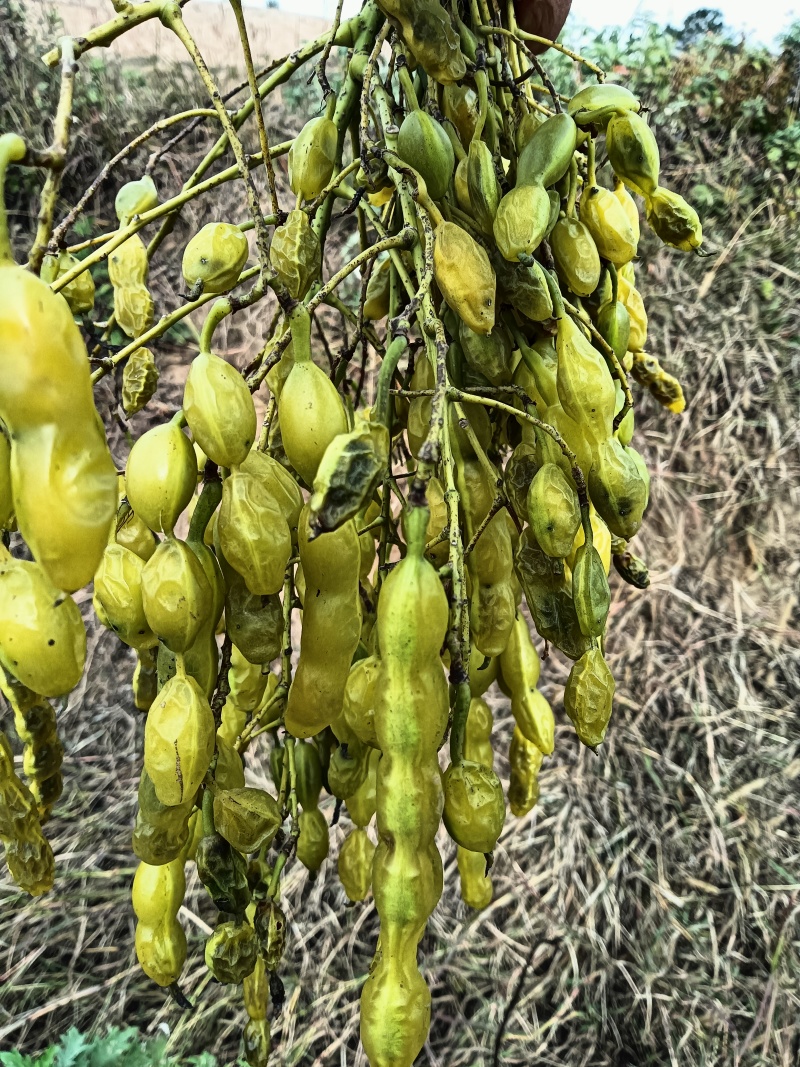 大别山正宗槐角正品槐实槐槐豆槐子连豆包邮批发