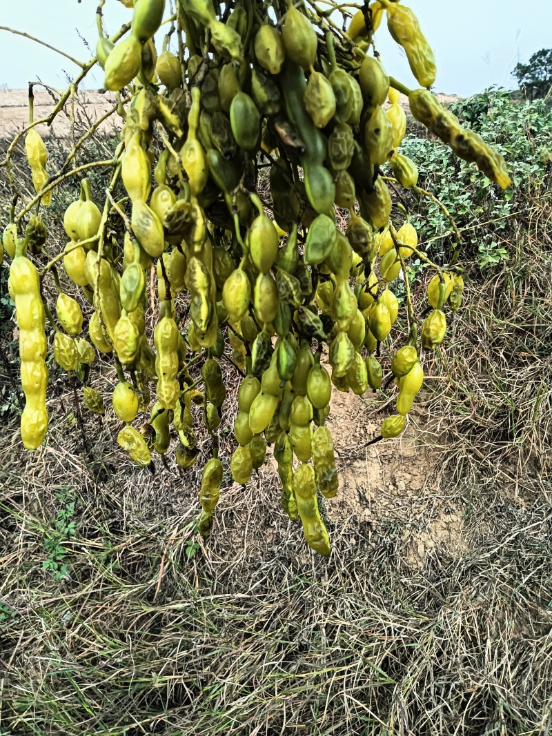 大别山正宗槐角正品槐实槐槐豆槐子连豆包邮批发