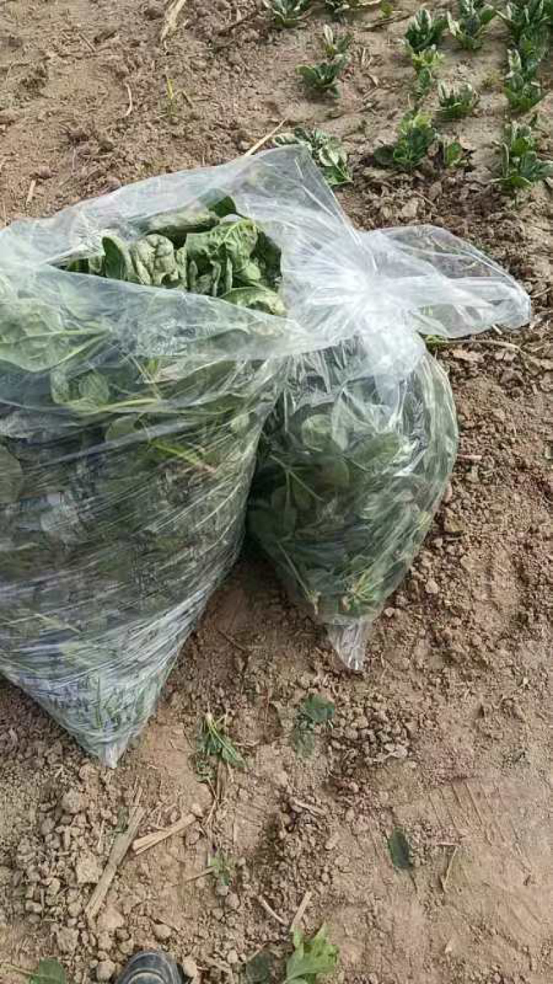 精品大菠菜，河南趴地菠菜，德国菠菜，基地现货直发对接批发
