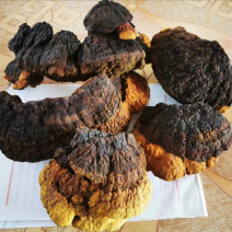 东北人工种植桑黄