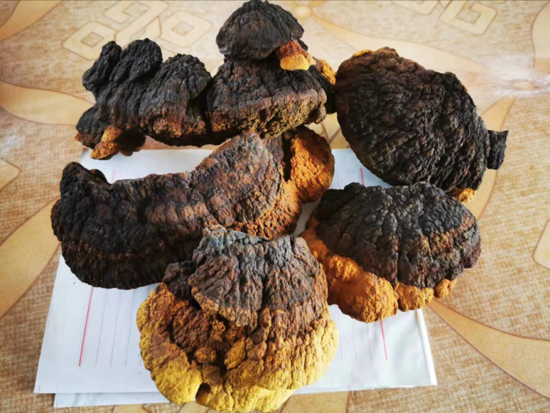 东北人工种植桑黄