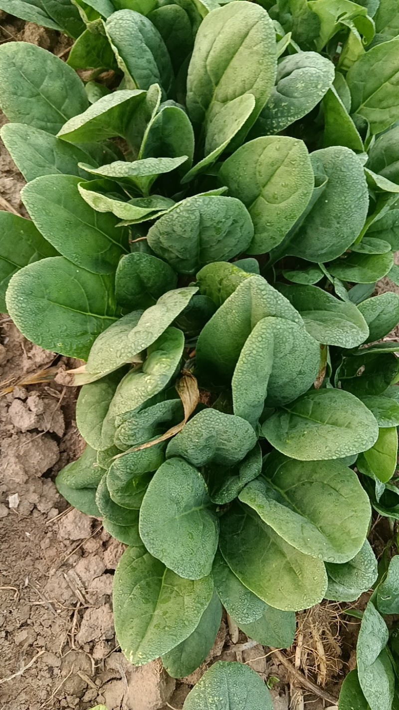 【当季热卖】河南周口精品趴地大菠菜，德国菠菜现货供应量大