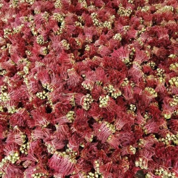 香椿芽鲜香椿芽大量现货品质保证价格可谈可视频