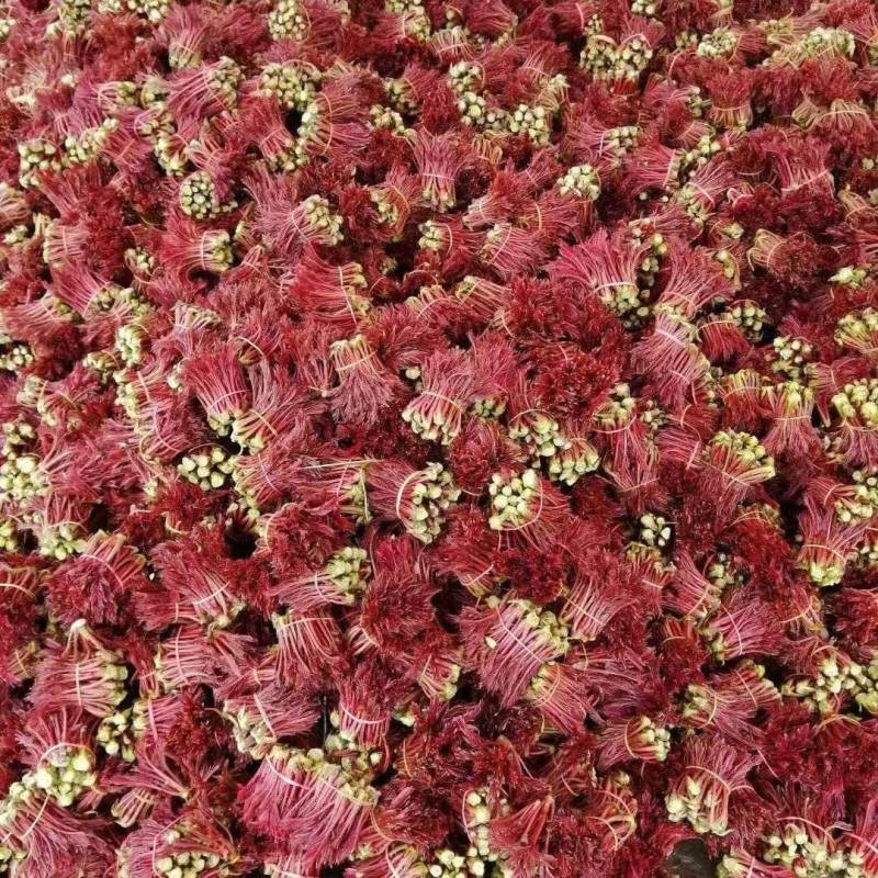 香椿芽鲜香椿芽大量现货品质保证价格可谈可视频