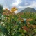 香椿芽鲜香椿芽大量现货品质保证价格可谈可视频