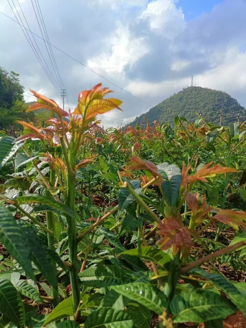 香椿芽鲜香椿芽大量现货品质保证价格可谈可视频