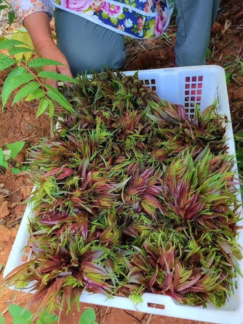 香椿芽鲜香椿芽大量现货品质保证价格可谈可视频