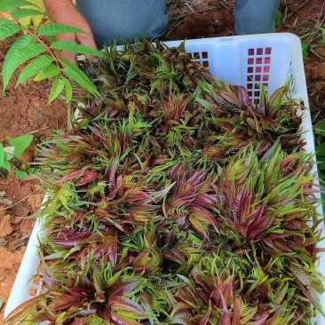 红香椿香椿芽大量上市一件可发诚信经营质量保证