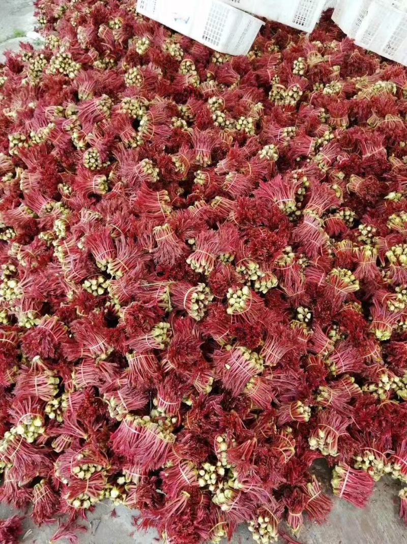 红香椿香椿芽大量上市一件可发诚信经营质量保证