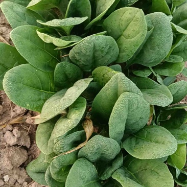 菠菜，新鲜趴地大菠菜，河南产地一手货源，量大从优价格优惠