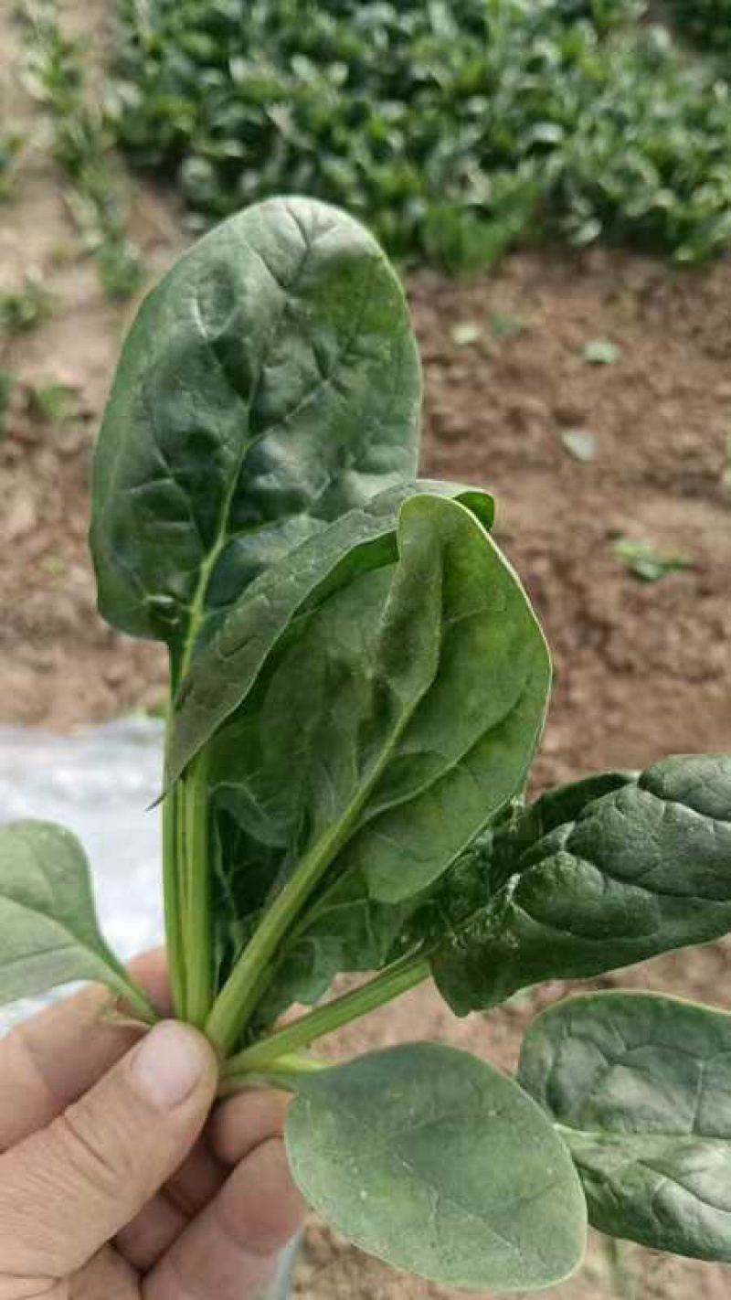 菠菜，新鲜趴地大菠菜，河南产地一手货源，量大从优价格优惠