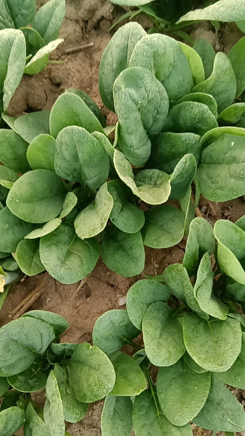 菠菜，新鲜趴地大菠菜，河南产地一手货源，量大从优价格优惠