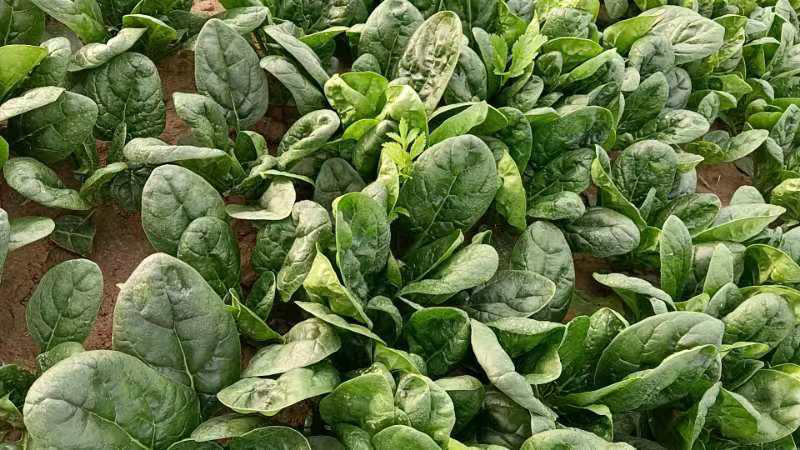 菠菜，新鲜趴地大菠菜，河南产地一手货源，量大从优价格优惠