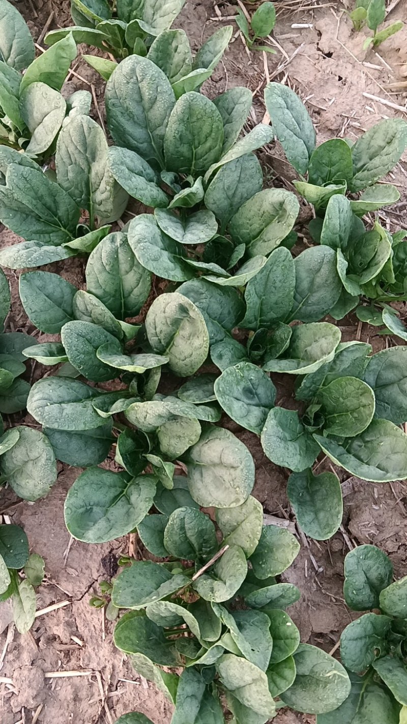 菠菜，新鲜趴地大菠菜，河南产地一手货源，量大从优价格优惠