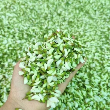 槐花洋槐花野菜产地货源量大质优价格可谈可视频