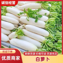 产地直发白萝卜对接全国各大市场商超电商加工厂社区团购