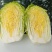 白菜北京3号，有需要联系，大量有货一手货源