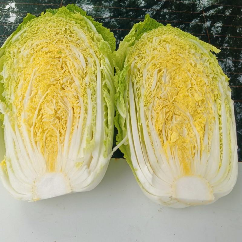 白菜北京3号，有需要联系，大量有货一手货源